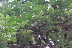 Ficus callosa